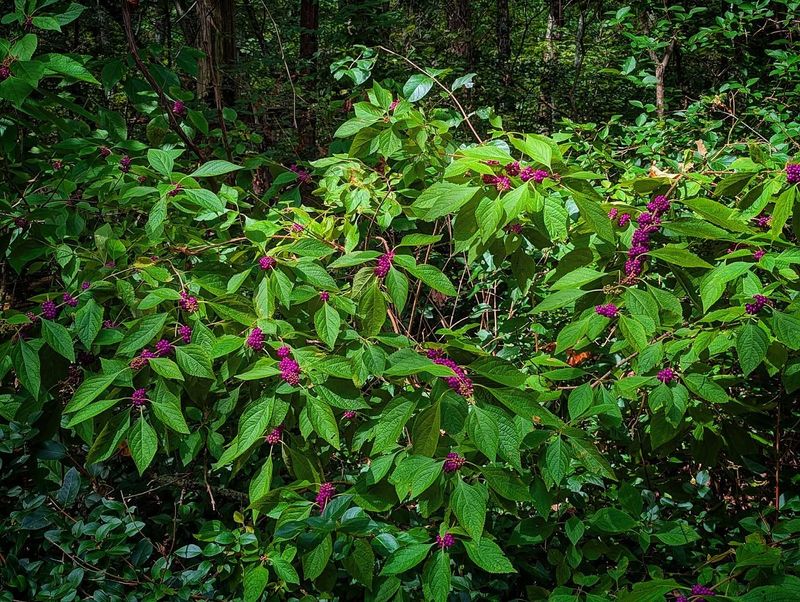 Match its woodland-edge habit to an informal yard