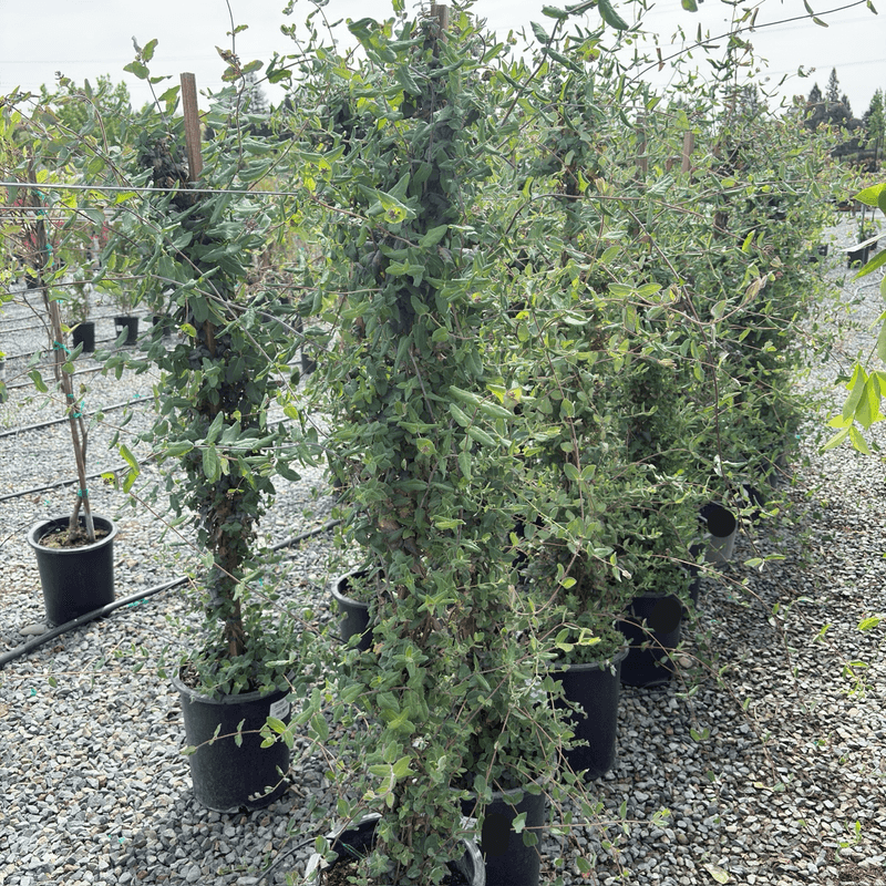 Match planting care to the yard
