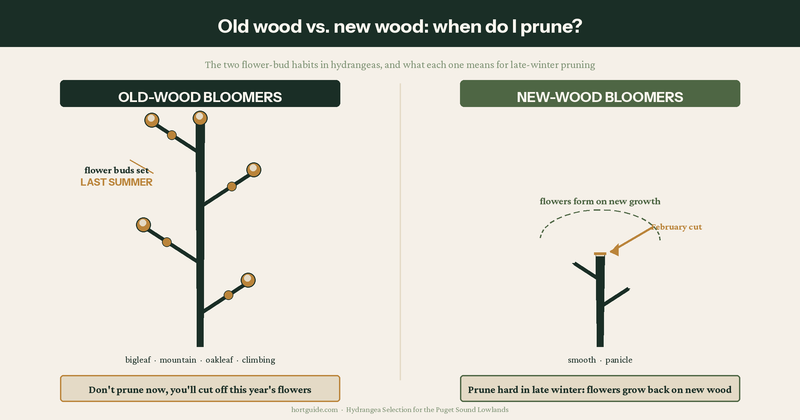 Match pruning timing to the flowering wood