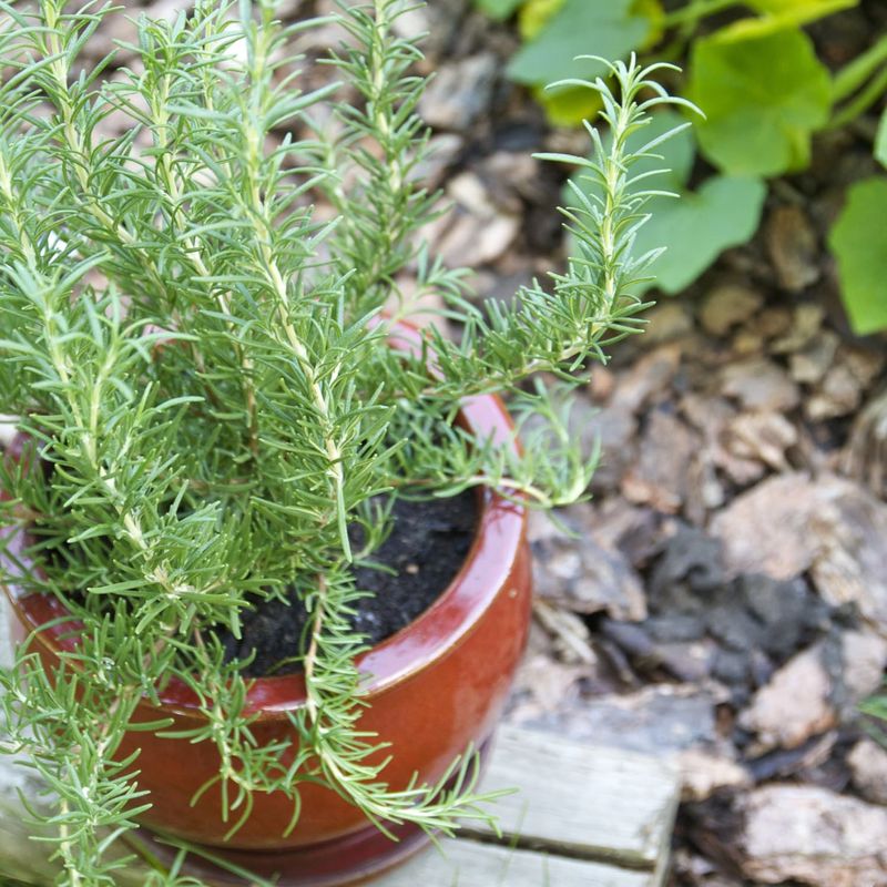 Match rosemary to the site before you commit