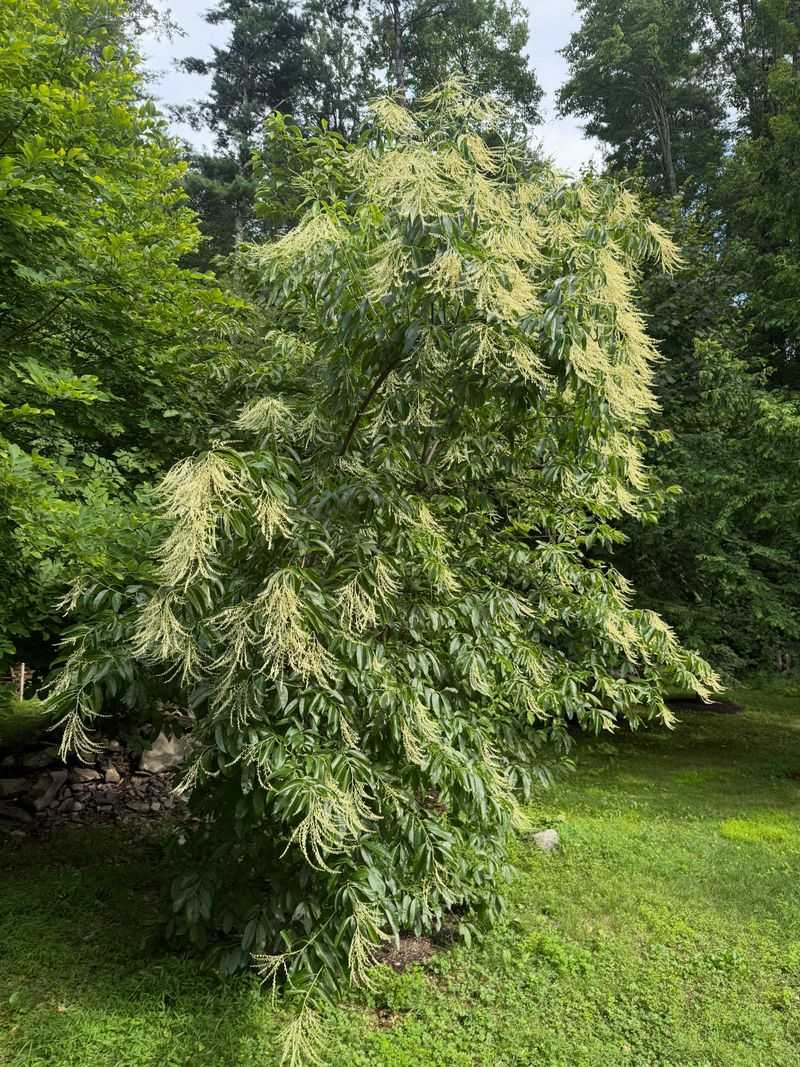 Match sourwood to the conditions it actually needs Match sourwood to the conditions it actually needs