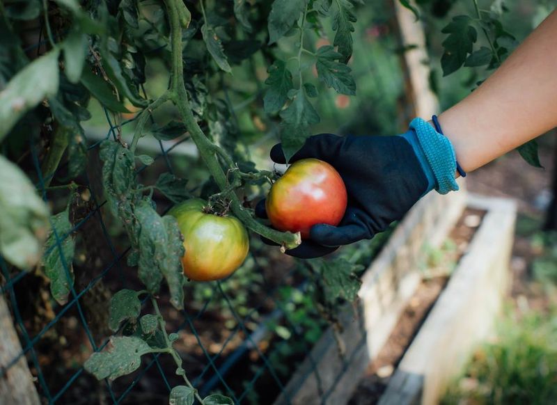 Match the Routine to Your Region and Tomato Crop Stage