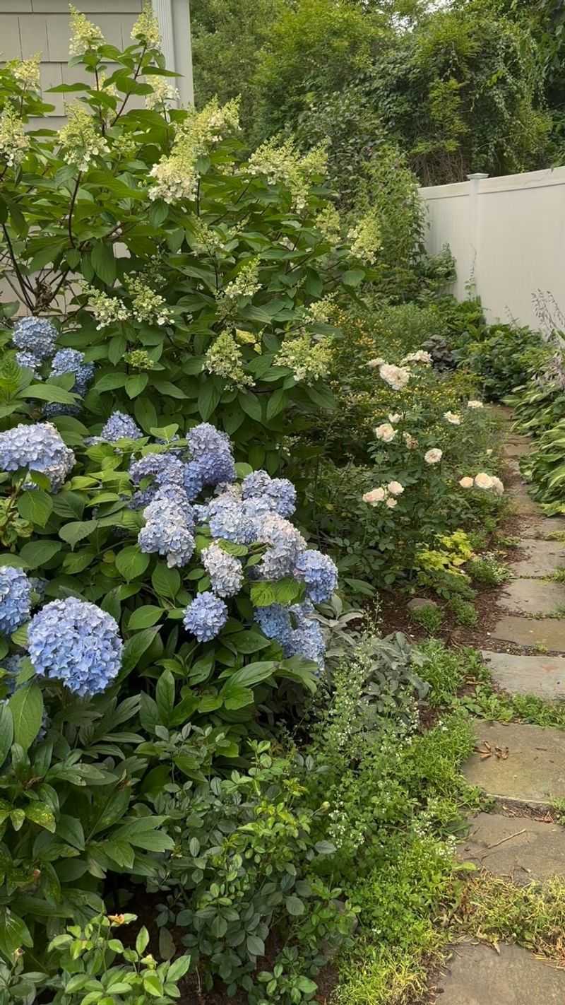 Match the advice to the hydrangea and the region
