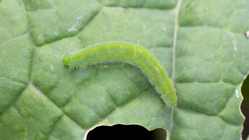 Match the cultivar to the season and monitor fall pests Match the cultivar to the season and monitor fall pests