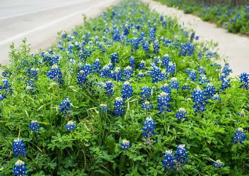 Match the flower to a sunny, well-drained site