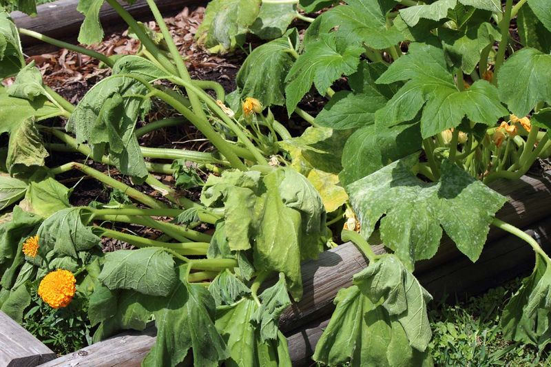 Match the likely cause to the crop you planted Match the likely cause to the crop you planted