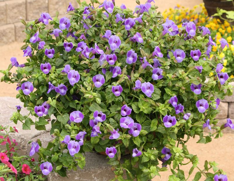 Match the plant form to the space Match the plant form to the space