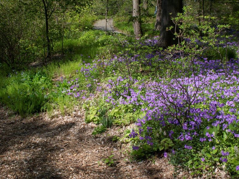 Match the plant to a shaded, well-drained bed