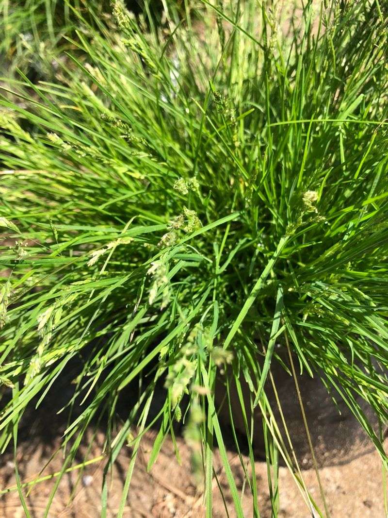 Match the plant to shade, climate, moisture, and foot traffic
