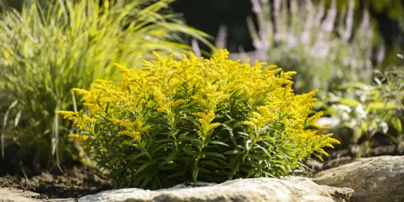 Match the plant to sun, soil, and drainage