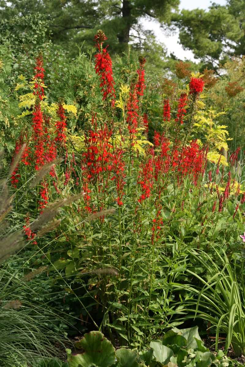 Match the plant to the right corner