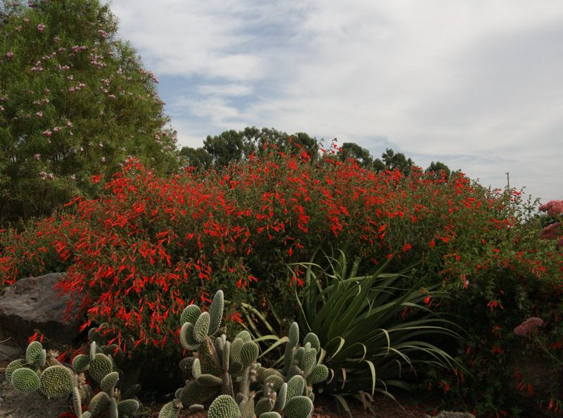 Match the plant to your California microclimate