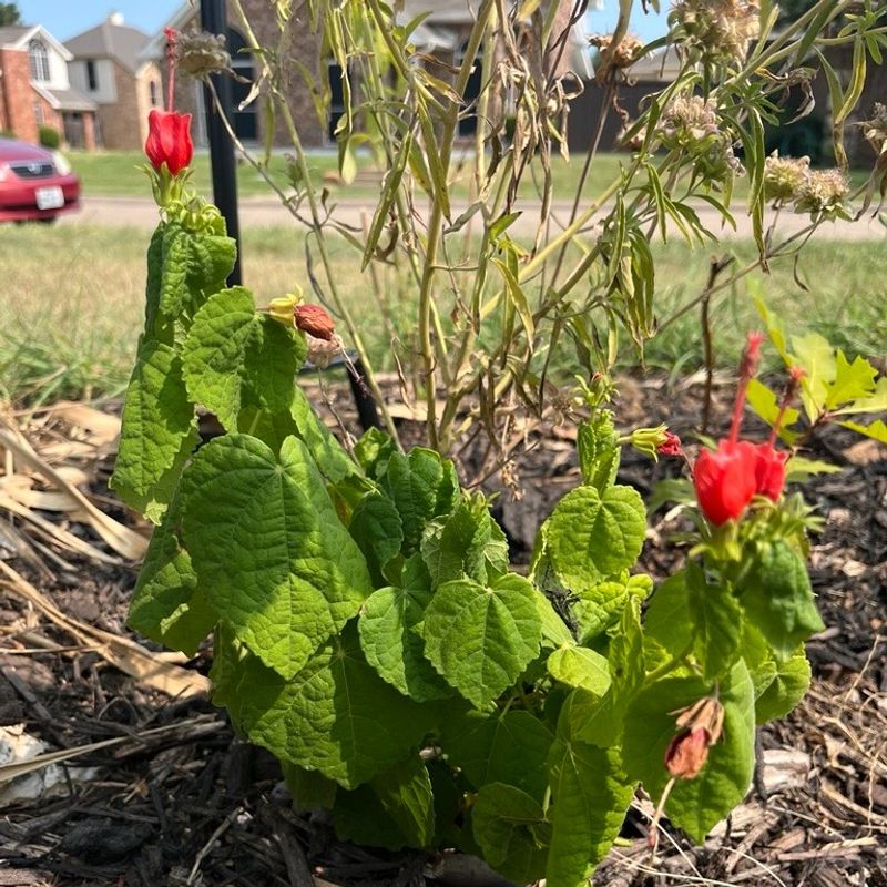 Match the plant to your Texas region before you buy