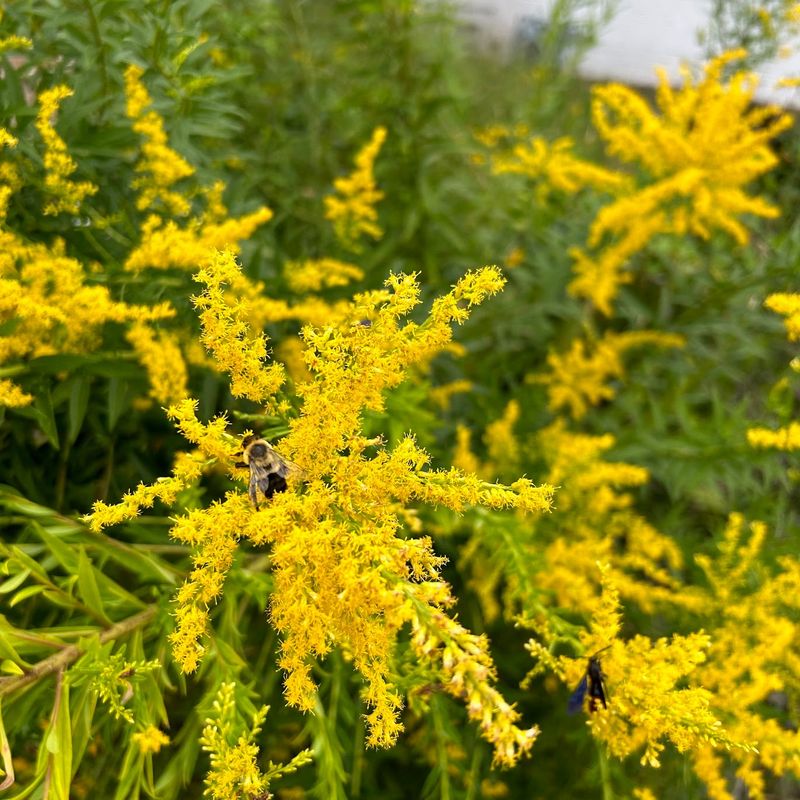 Match the planting site before you worry about low maintenance