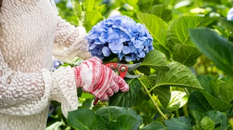 Match the pruning cut to the wood that carries the bloom