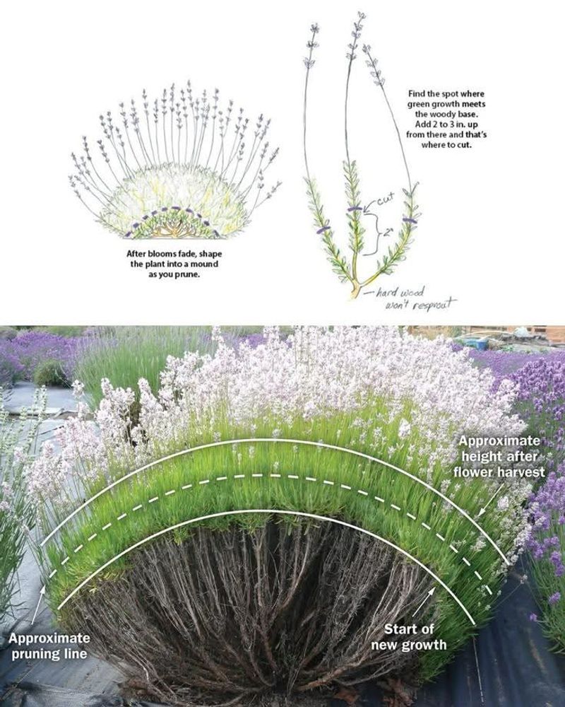 Match the pruning window to flowering and frost