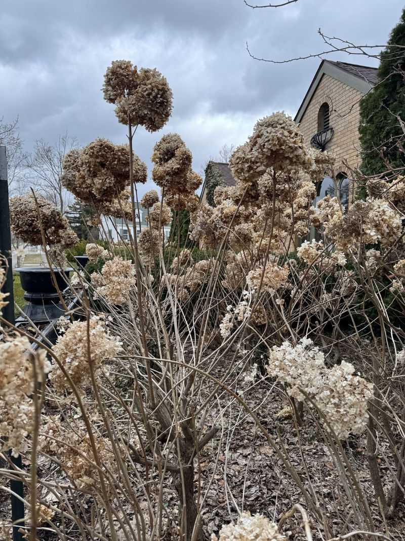 Match the pruning window to the flowering habit Match the pruning window to the flowering habit