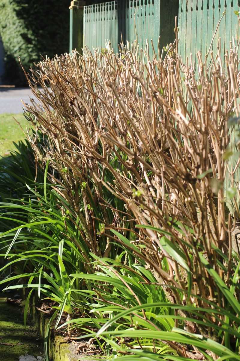 Match the pruning window to the plant