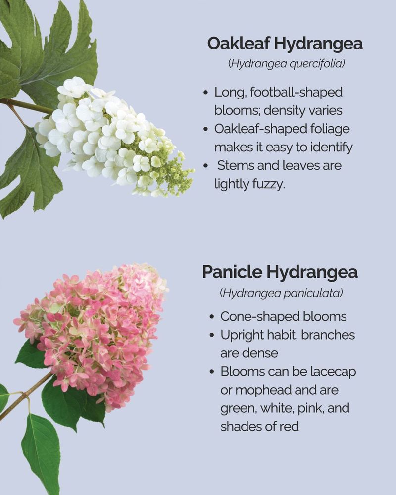 Match the response to the hydrangea type Match the response to the hydrangea type