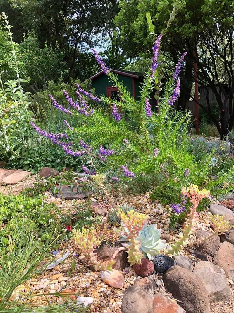 Match the shrub to a sunny, summer-dry, well-drained site