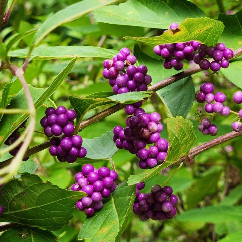 Match the shrub to filtered light, not deep shade