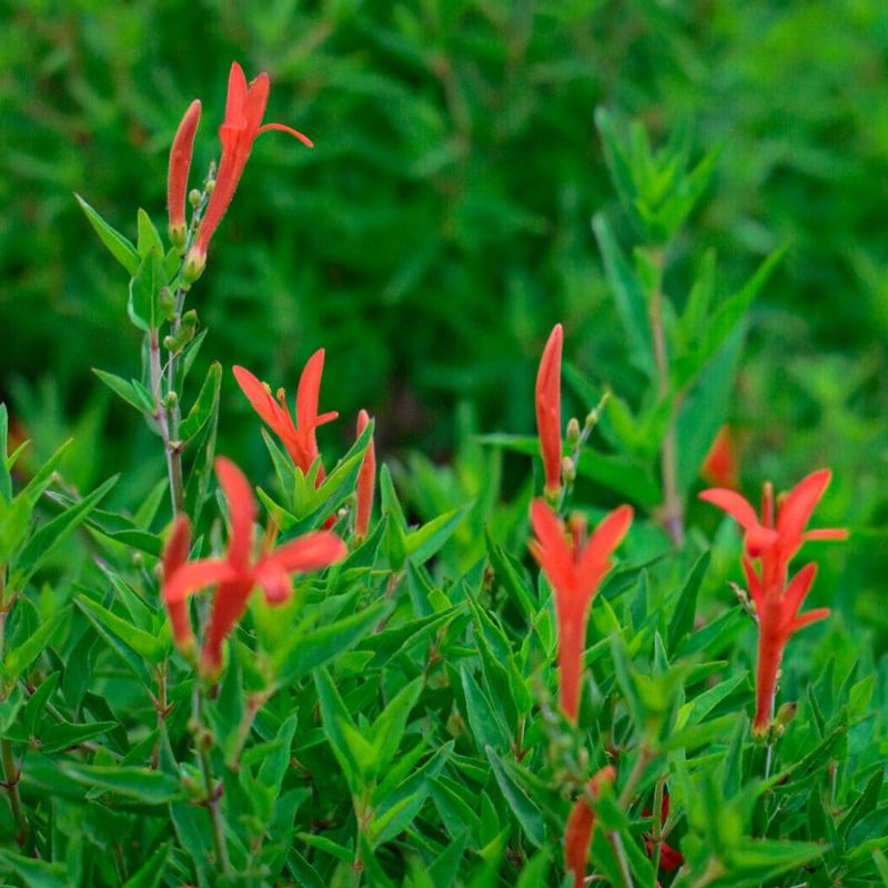 Match the shrub to the job your bed needs