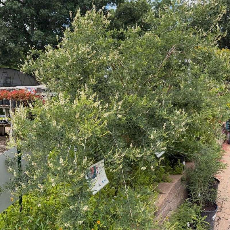 Match the shrub to the right Texas site