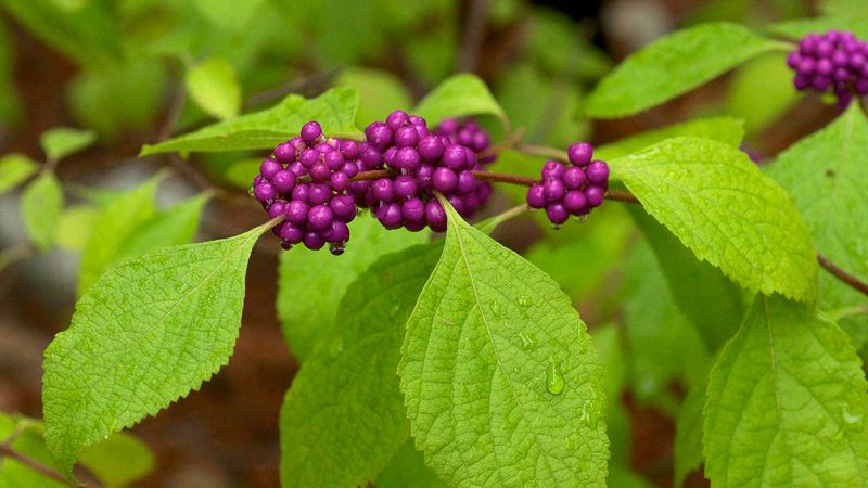 Match the shrub to the site before calling it low maintenance