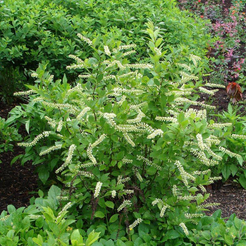 Match the shrub to the site, not to the pest claim
