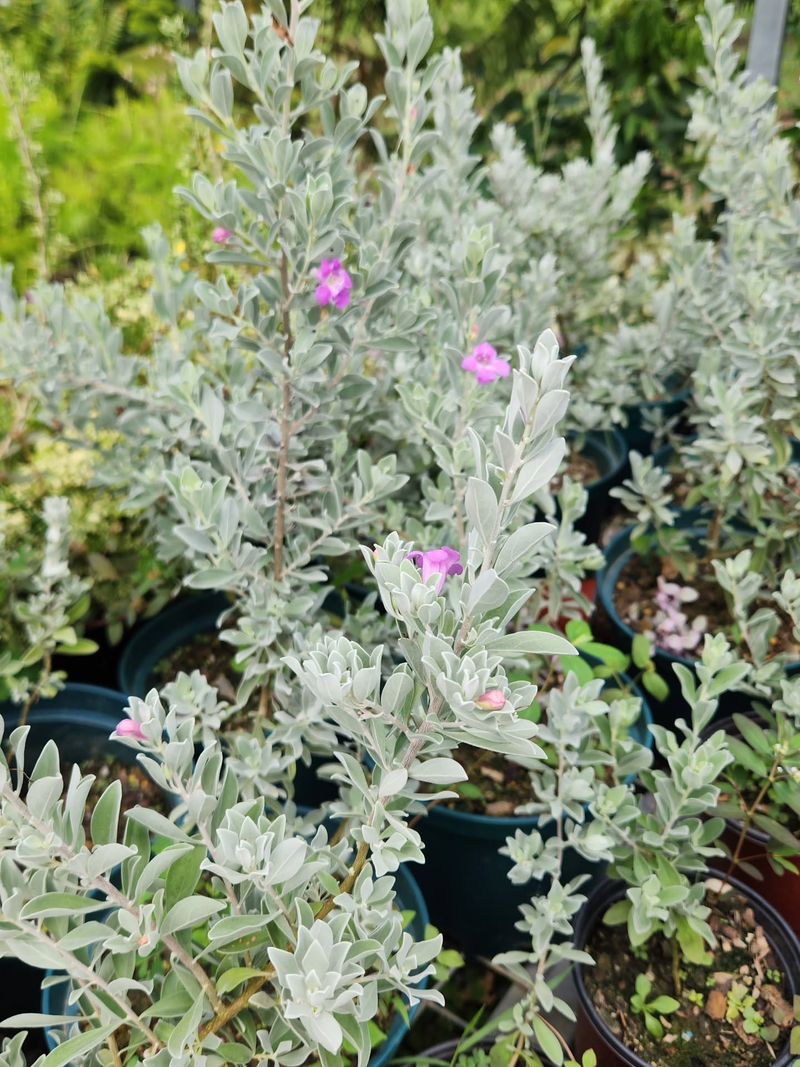 Match the shrub to your region and its real limitations