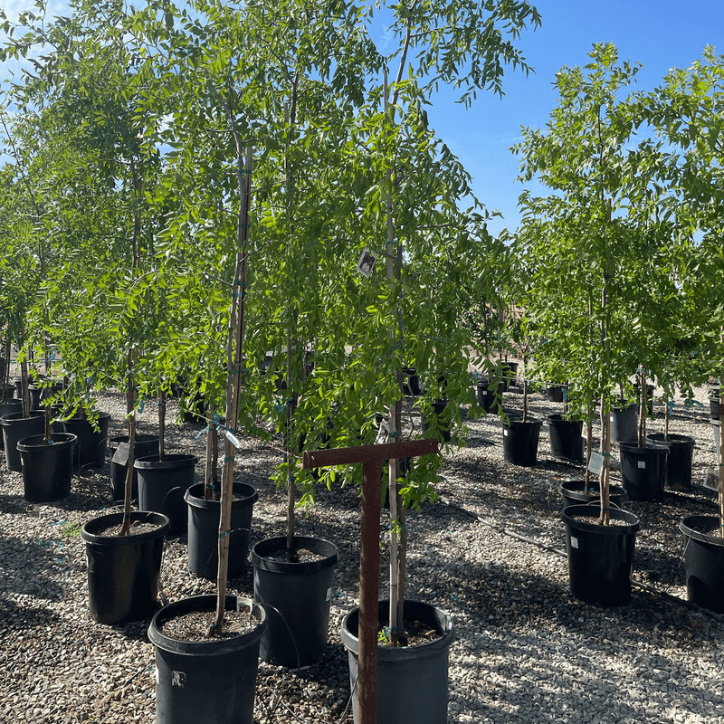 Match the tree to the site before calling it easy Match the tree to the site before calling it easy