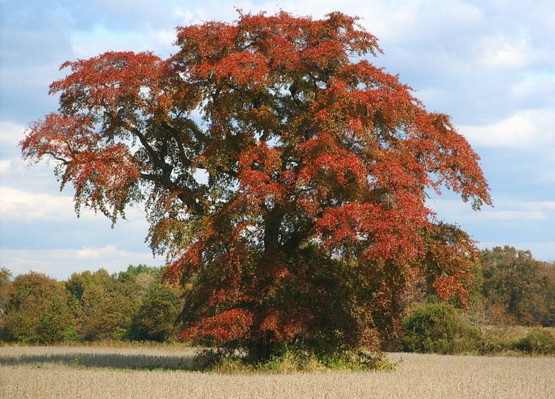 Match the tree to the yard, soil, and timeline