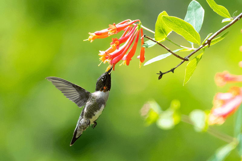 Match the wildlife benefits to what the plant actually provides