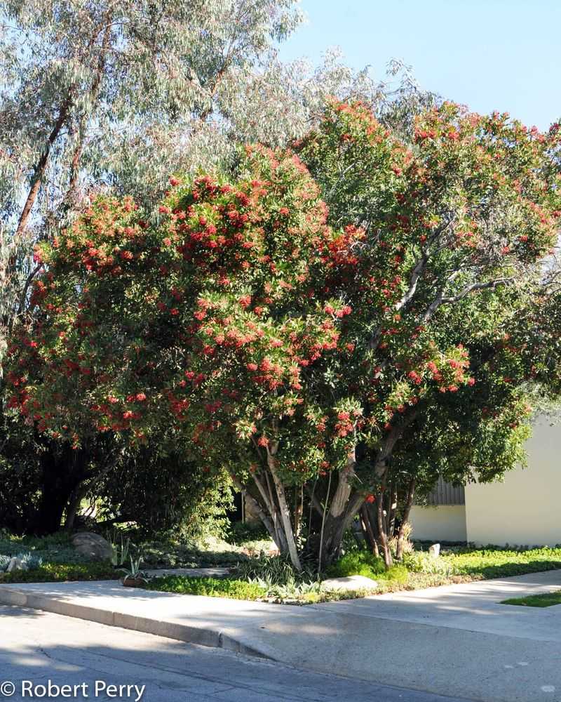 Match toyon to the region instead of trusting the native label