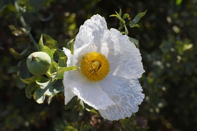 Matilija Poppy (Romneya coulteri)