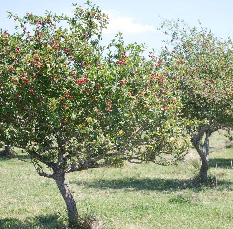 Mayhaw