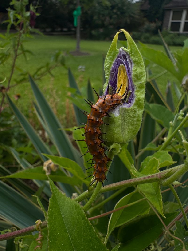 Maypop Feeds Gulf Fritillaries at the Caterpillar Stage