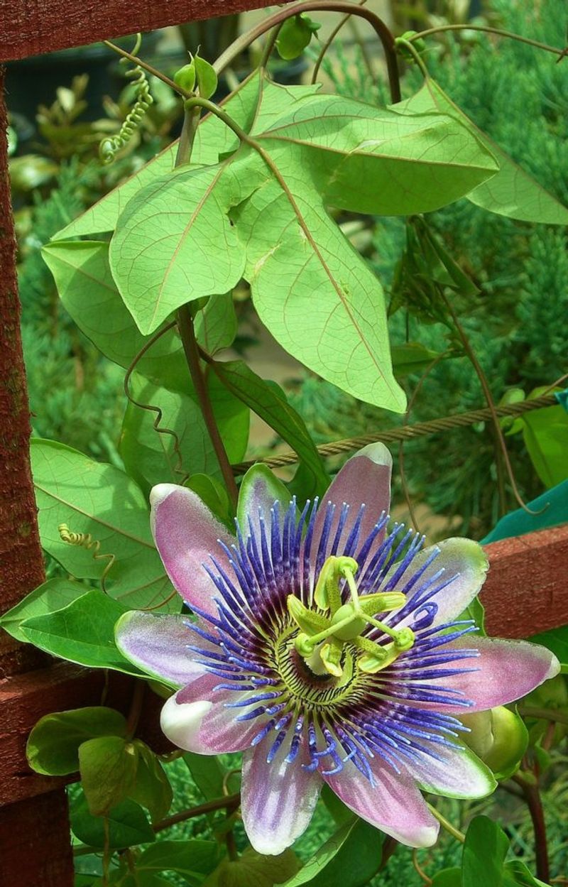 Maypop Passionflower Maypop Passionflower
