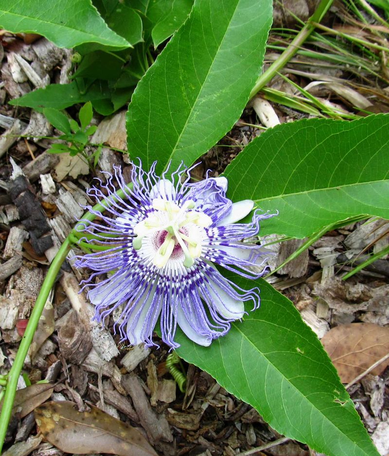 Maypop Passionflower