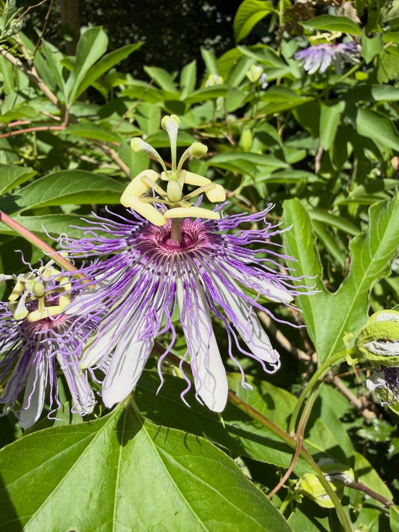 Maypop offers a strong match for a seasonal wall screen