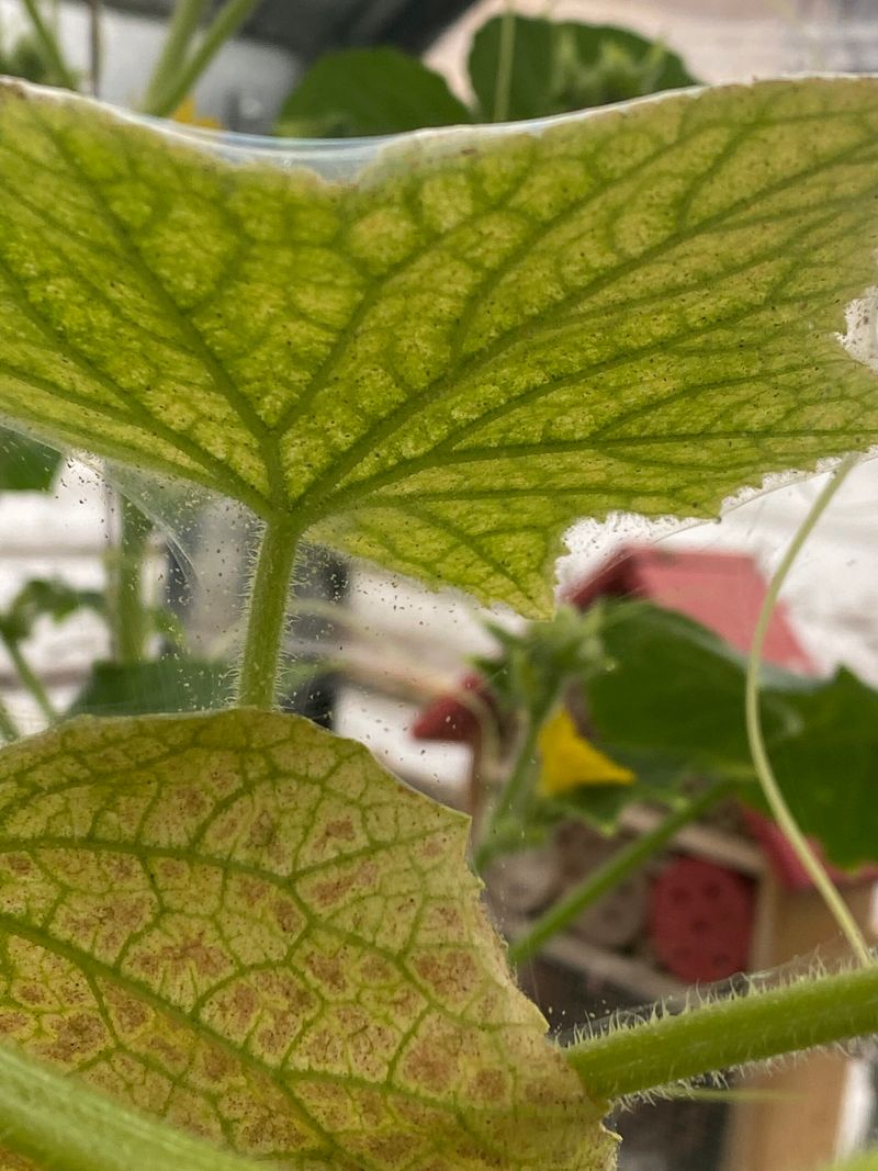 Measure recovery by healthy new growth, not perfect old leaves