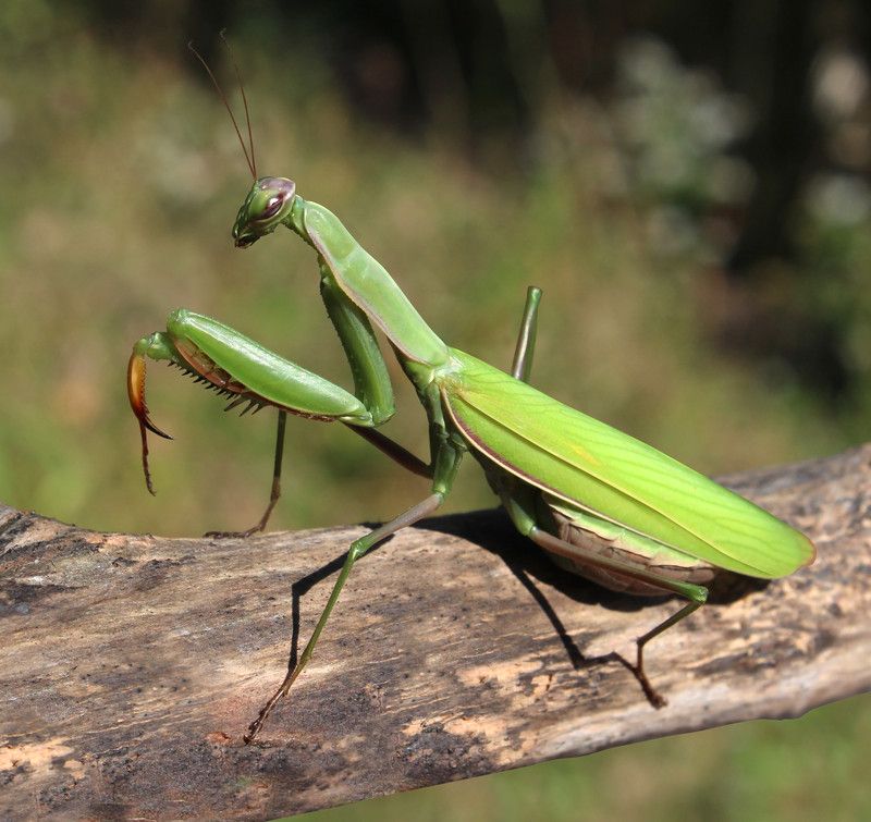 Measure success by a healthier yard, not more mantises Measure success by a healthier yard, not more mantises