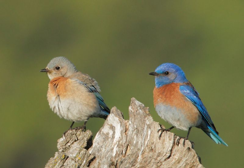 Meet California’s Western Bluebird