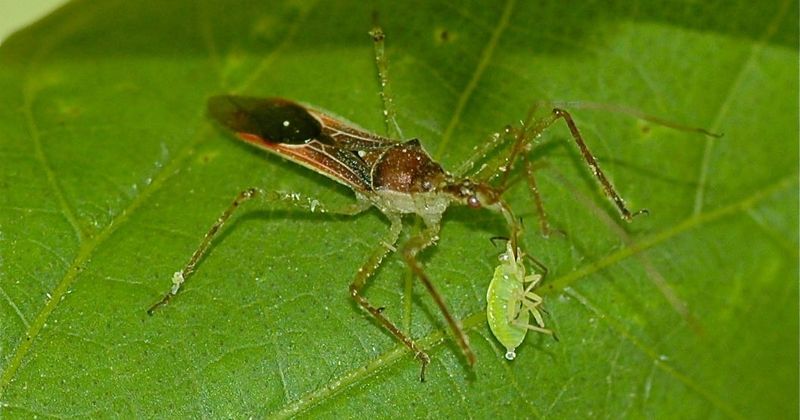 Meet California’s leafhopper assassin bug—not every assassin bug in the state