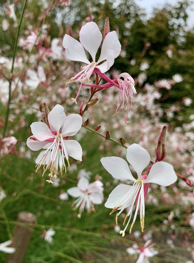 Meet Lindheimer’s beeblossom, the likely plant behind the claim
