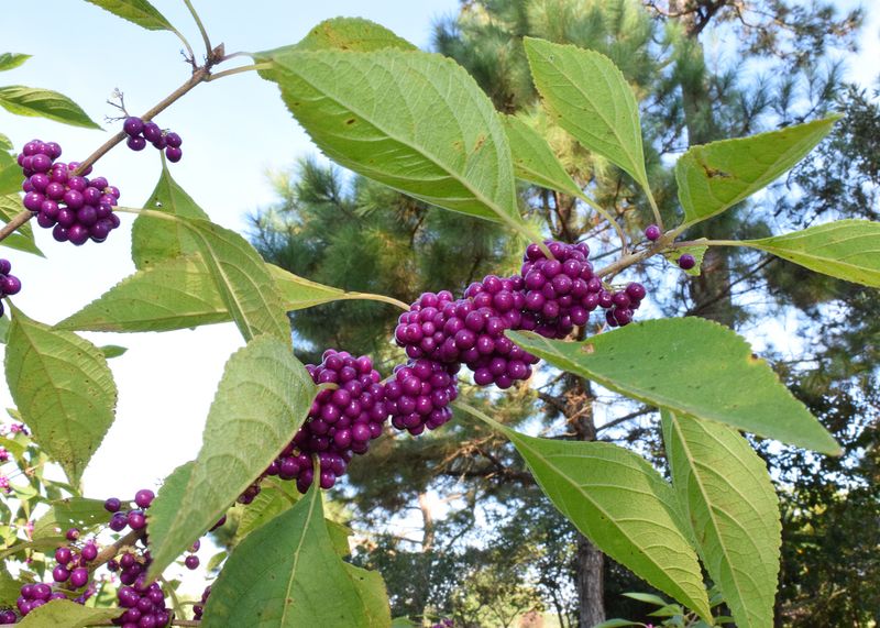 Meet an underrated native behind the purple rings Meet an underrated native behind the purple rings