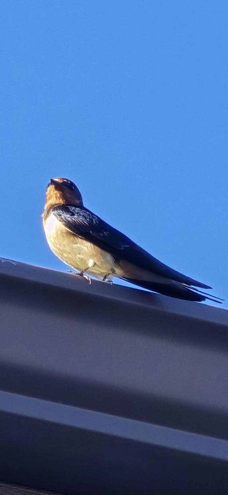 Meet the Barn Swallow Under the Eaves