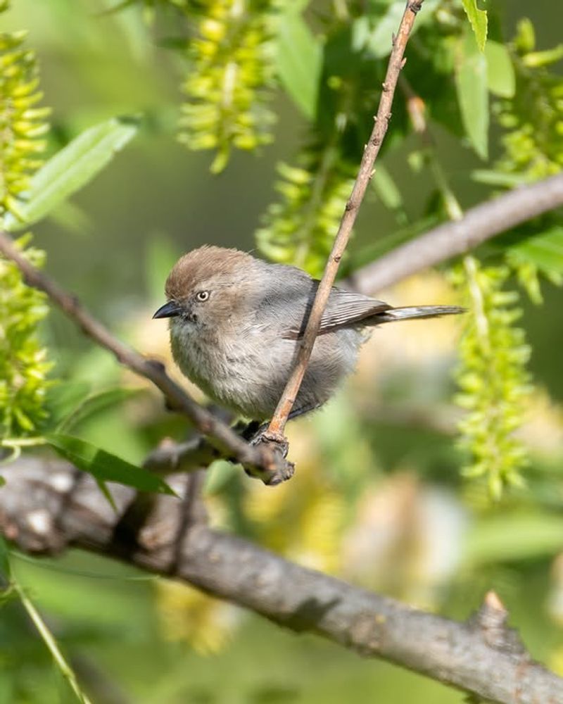 Meet the Bushtit moving through your shrubs Meet the Bushtit moving through your shrubs