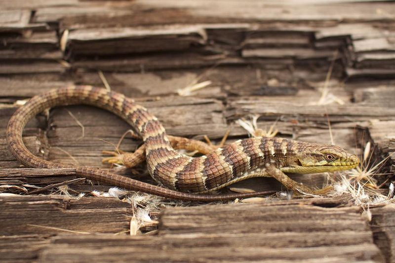 Meet the California Alligator Lizard