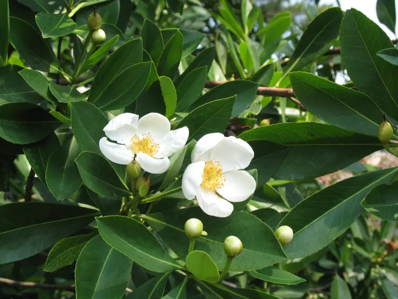 Meet the Coastal Plain native behind the corrected recommendation